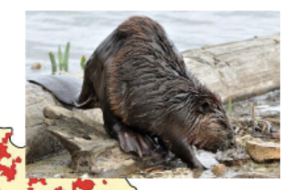 <p>Importance of Engineer or Keystone species</p>