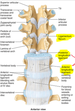 <p>Ligamentum flavum, Posterior longitudinal ligament, Anterior longitudinal ligament </p>