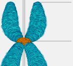 <p>part of a chromosome where two DNA molecules are hooked together </p><ul><li><p>a single chromosome will have this structure as well</p></li><li><p></p></li></ul><p></p>