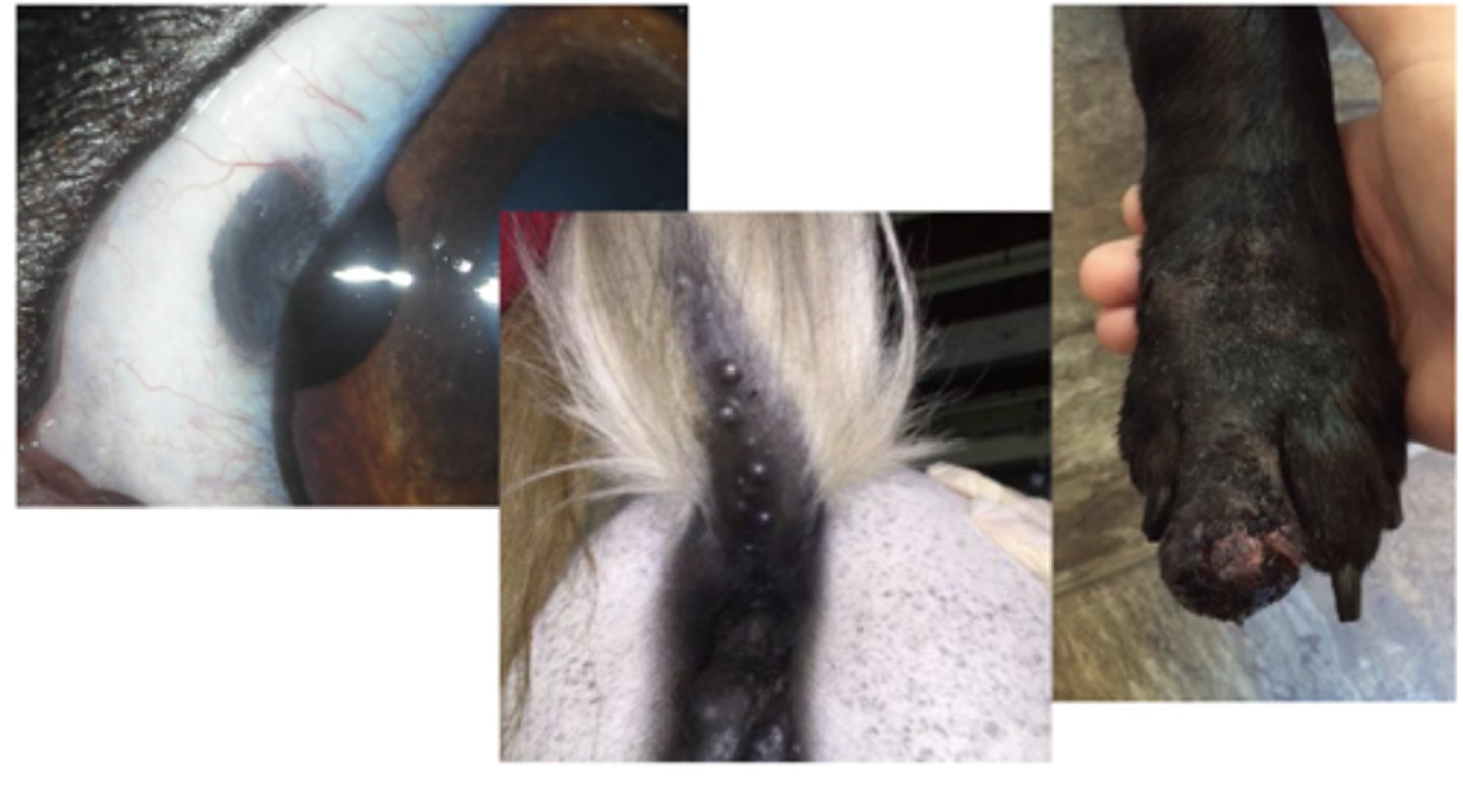 <p>What type of neoplastic tumors are these?</p>