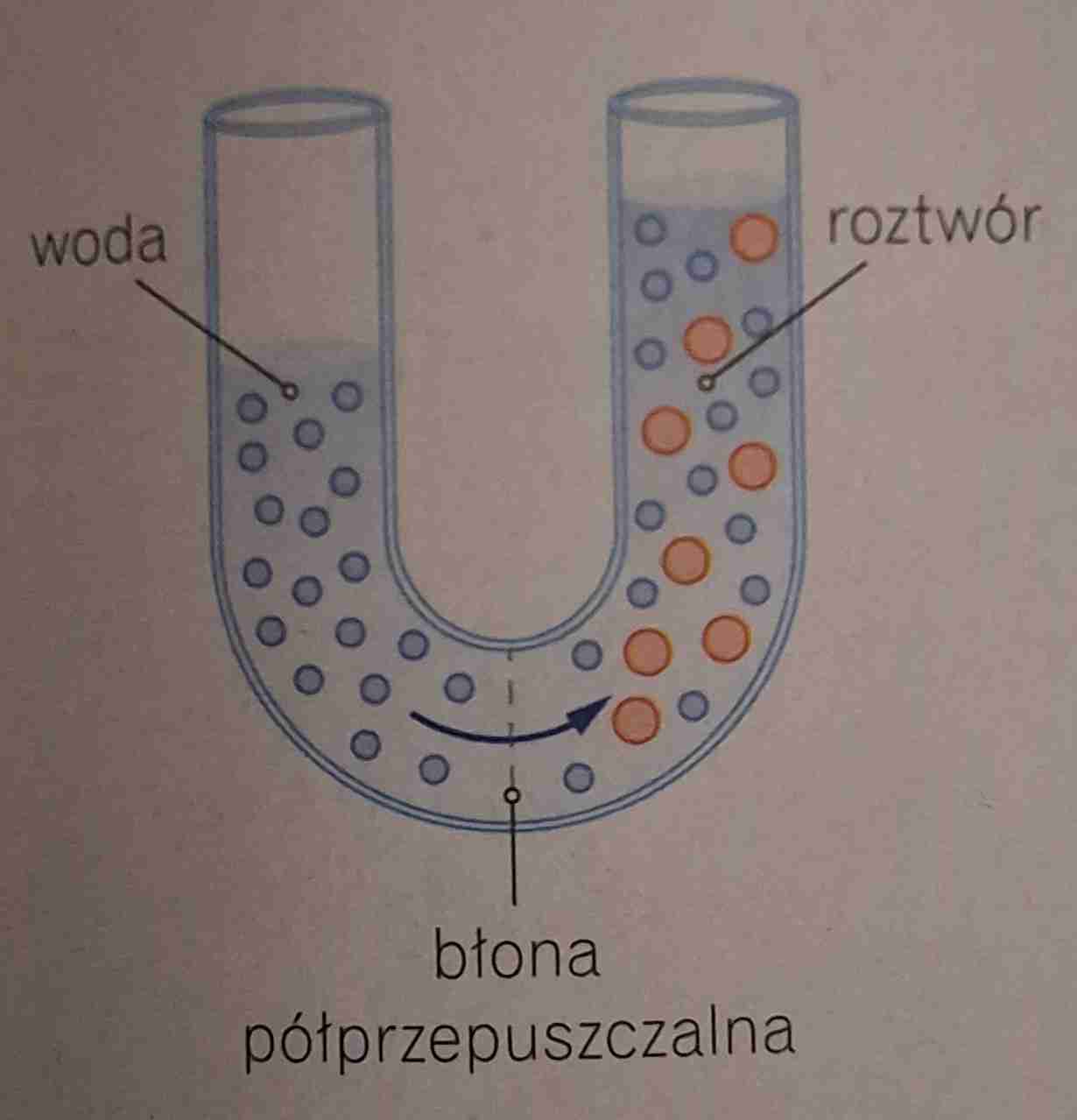 <ul><li><p>roztwór o wyższym stężeniu substancji osmotycznie czynnych (większym ciśnieniu osmotycznym) niż oddzielone od niego błoną półprzepuszczalną roztwór odniesienia </p></li><li><p>cząsteczki wody przenikają przez błonę półprzepuszczalną do roztworu hipertonicznego</p></li></ul>