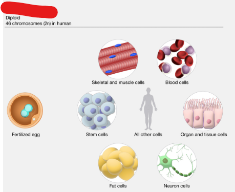 <p>The majority of cells in your body, can only undergo mitosis.</p>