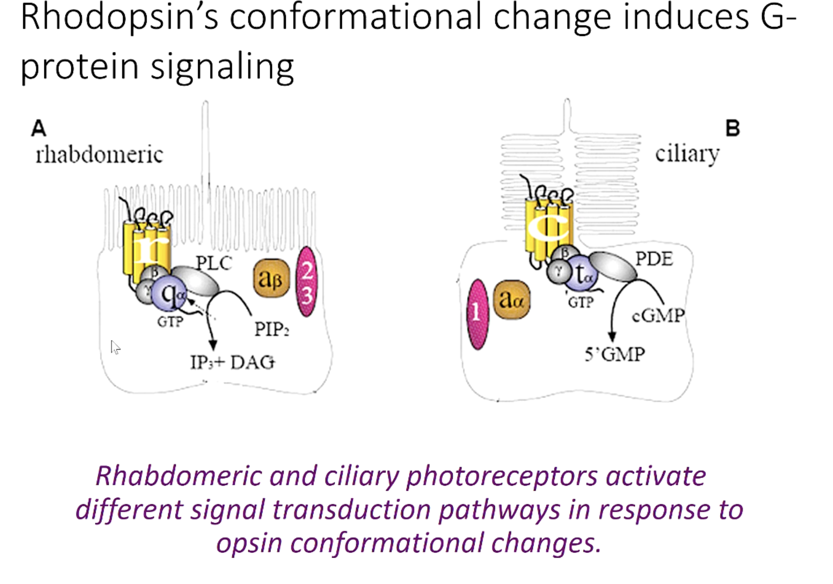 <ul><li><p>Change in conformation induces G-protein activation</p></li><li><p>Rhabdomeric and Ciliary have different photon receptors</p></li></ul><p></p>