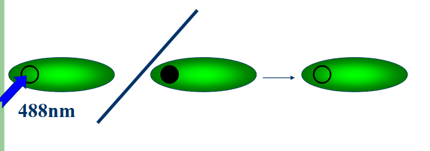 <p>measure rate of fluorscence recovery in photobleached region</p><p>circle small region of interest and then photobleach and monitor over time</p><p>fluorochromes can amigrate to bleacher spot and it will recover</p>