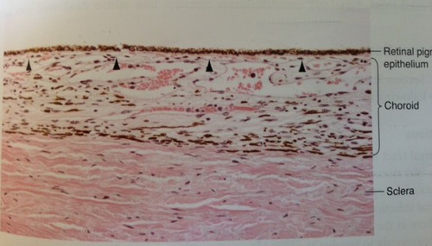 <p>external - choroid stroma/Sattler's</p><p>internal - Bruch's membrane/RPE</p>
