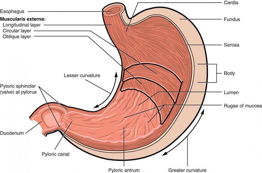 <ul><li><p>Three layers of muscle:</p><ul><li><p>a longitudinal layer</p></li><li><p>a circular layer</p></li></ul><ul><li><p>a diagonal layer</p></li></ul></li></ul><ul><li><p>Cardiac sphincter: a circular muscle between the esophagus and the stomach closes to prevent the food from reentering the esophagus.</p></li><li><p>Pyloric sphincter: a circular muscle between the stomach and the small intestine, regulates the flow of digested food to the small intestine</p></li></ul><p></p>