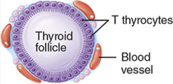 <p>has 4 iodines; regulates metabolisms, growth and development, and the activity of the nervous system</p>