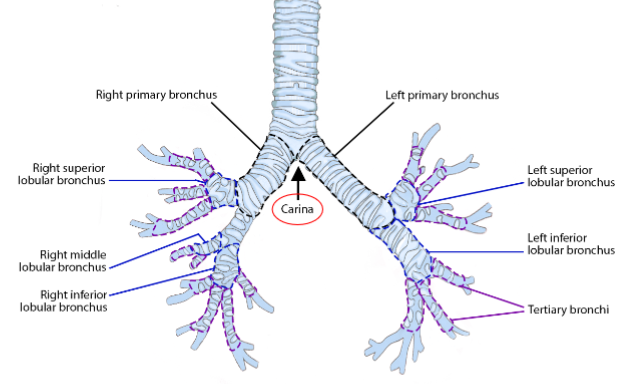 <p>the tracheal bifurcation which divides the left and right mainstem bronchi</p>