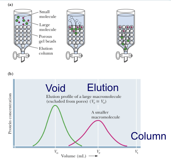 <p>the larger macromolecule is is voided because it never actually travelled through the resin</p>