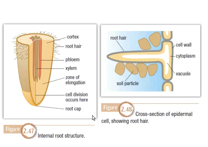 Epidermis- protective outer layer
• Cortex- act as a storage area for excess materials but also air spaces between cells for the circulation of gases
• Vascular tissue- forms a cylinder in the centre consisting of xylem and phloem
