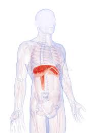 Action: increase thoracic volume, inhalation