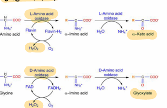 <p>L and D, stereospecific, FMN or FAD involved as cofactor in redox rxn</p><p>H2O2 is a byproduct, which is highly regulatde</p><p>***other deamination</p>