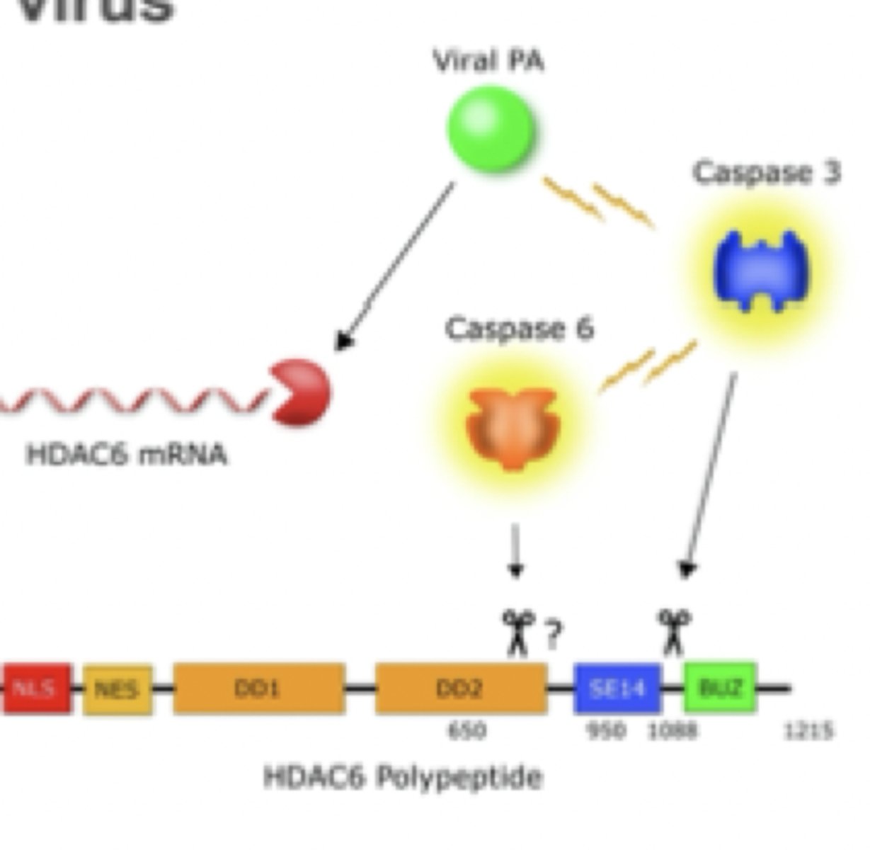 <p>viral proteins are made as one long string of amino acids (encoding multiple proteins) that are then cut into separate functional proteins</p>