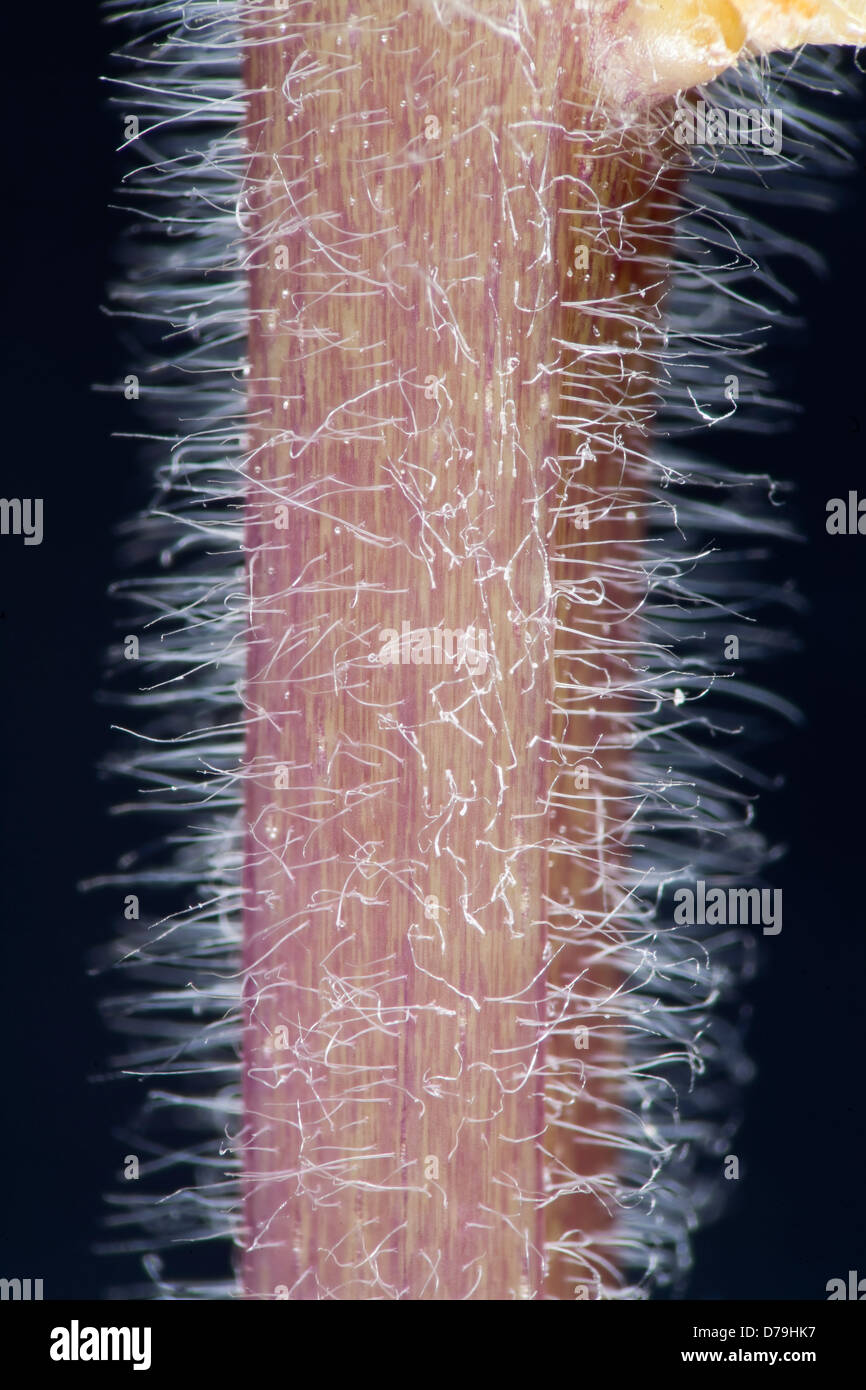 <p><strong>Root Hair </strong></p>