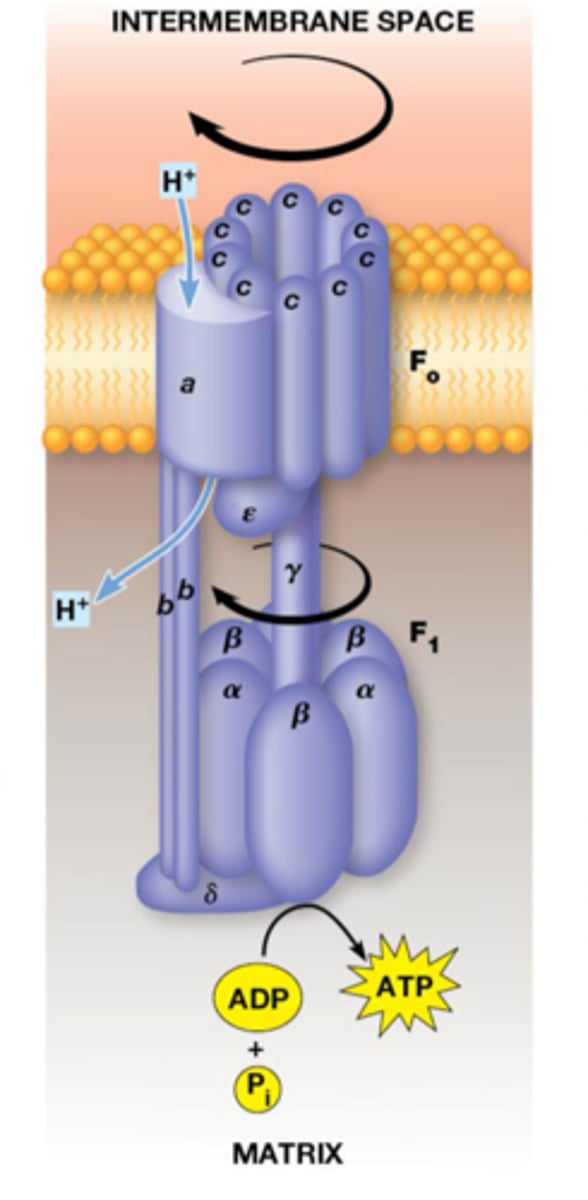 <p>ATP synthase (classe 7 enzymen):</p><p>Fo : ‘proton translocator’ (in membraan)</p><p>vast gedeelte</p><p>-1 a subeenheid=het protonenkanaal: asp zijketen aanwezig in de c zijketen wordt geneutraliseerd wanneer er een proton door gaat</p><p>-2 b subeenheden: die het Fo gedeelte koppelen aan het F1 gedeelte</p><p>dynamisch gedeelte</p><p>-10 c subeenheden (8 - 14 c's verschillend per soort): binden via Asp aan Arg van a-subeenheid. Als de ionische binding van Asp dissocieert dan roteren de 10 c's en de bewegende delen van F1 (λ en ε) 1/10 van 360°</p><p>F1 : ATP synthese met energie van de protonen gradiënt (steekt uit in matrix)</p><p>vaste delen</p><p>-3 alpha (α) subeenheden, ondersteunen de β-subeenheden</p><p>-3 beta (β) subeenheden: 3 confirmaties: open (producten komen vrij), loose (substraten met lage affiniteit worden gebonden) en tight (substraten met hoge affiniteit worden gebonden)</p><p>-1 delta (δ) subeenheid</p><p>bewegende delen</p><p>-1 gamma (λ) subeenheid als deze draait gebeurt er een conformatieverandering van de beta subeenheid</p><p>-1 epsilon (ε) subeenheid, verankert λ aan 10c ring</p>