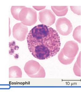 <p>fight off parasitic infections</p><ul><li><p>make up 2% to 4% of leukocytes</p></li><li><p>Have large rosy-orange granules</p></li><li><p>has a bilobed nucleus</p></li><li><p>Phagocytize (eating) antigen–antibody complexes, allergens, and inflammatory chemicals</p></li><li><p>Release enzymes to destroy large parasites</p></li><li><p>4th most common leukocyte</p><p></p></li></ul><p></p>