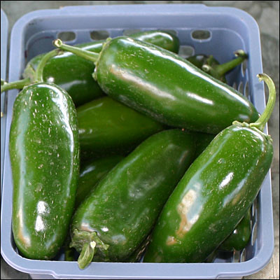 are long and narrow. They are thinner at the bottom where they have a curved point, and thicker at the top where they have a green, curving stem. They are red or green and have a shiny appearance.