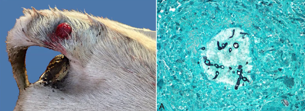 <p>Cattle; what is the etiology?</p><p>A-Exserohilum mcginnisii</p><p>B-Aspergil/us fumigatus</p><p>C-Penicillium chrysogenum</p><p>D-Histoplasma capsulatum</p><p></p>