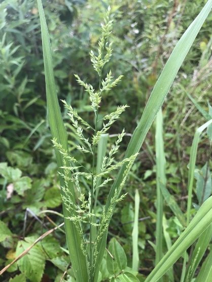 <p>What is the genus of this plant? </p>