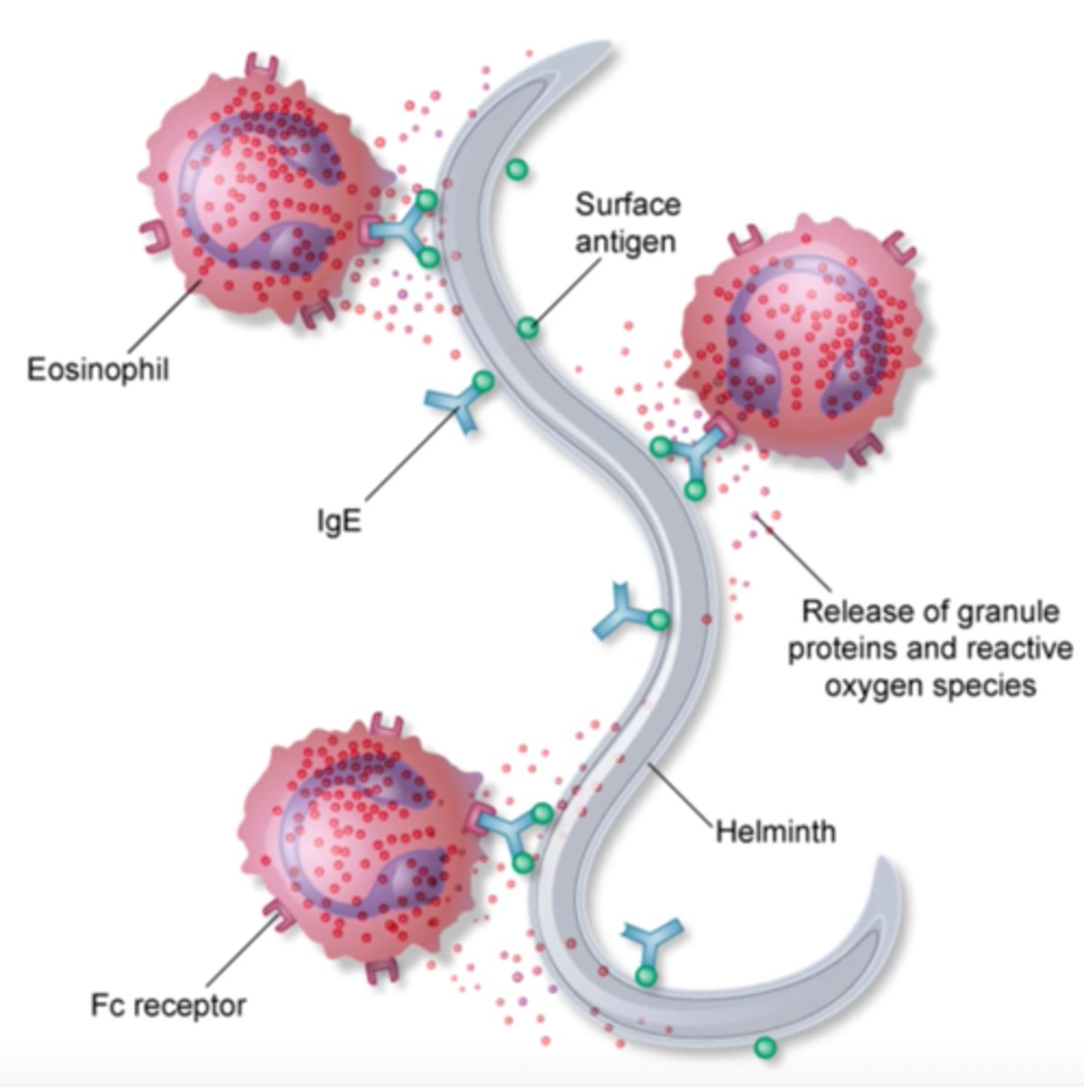 <p>defend against parasitic infections (such as helminths) and are involved in allergic reactions and hypersensitivities (such as asthma and anaphylaxis).</p>