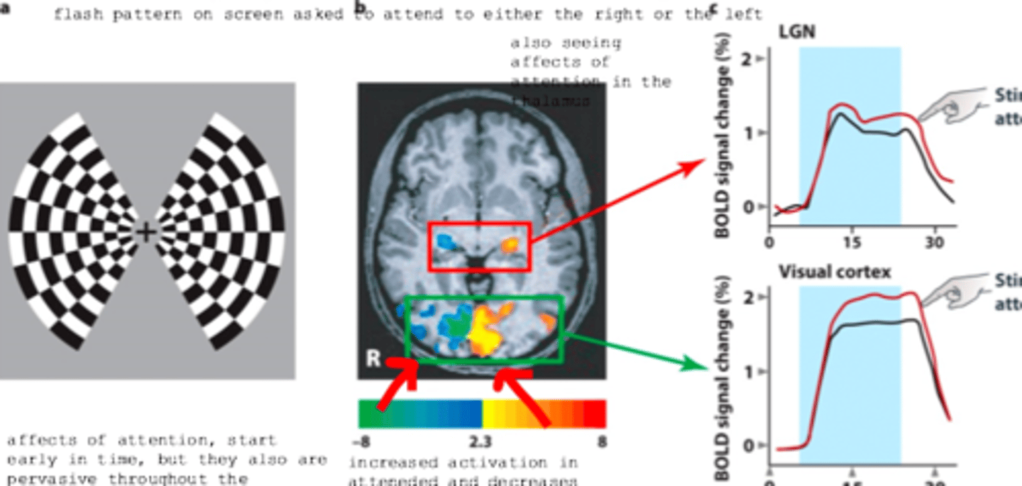 <p>a flash pattern was shown on a screen and subject was asked to either attend to the right or the left. The activity in the brain was monitored using MRI.</p>