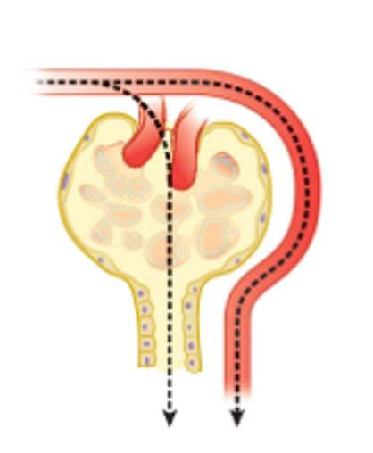 **Substance filtered only**; **clearance= GFR**

• **Inulin**, a fructose polymer, its clearance is a measure of **GFR** 