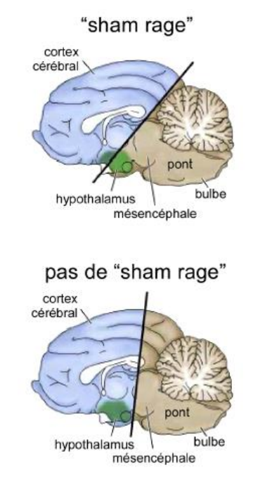 -tant que la partie caudale de l'hypothalamus est préservé, le comportement de rage factice est observé 
-après section entre l'hypothalamus et le mésencéphale, le comportement de rage factice n'est plus observé
=> l'expression d'un comportement émotionnel coordonnée ne nécessite pas le cortex. Il suffit d'avoir l'hypothalamus pour produire le comportement coordonné (végétatif et somatique)