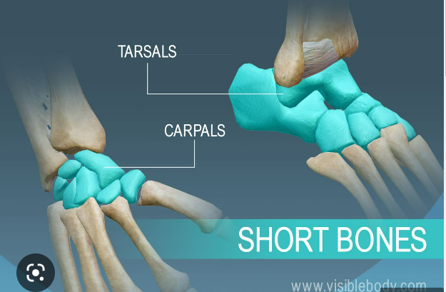 What are short bones?