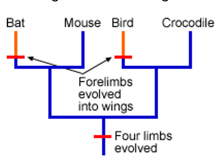 <p>forelimbs evolved into wings are what trait?<br>How about four limbs evolved only?</p>