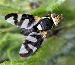 <p>hella unique but look at diff kinds</p>