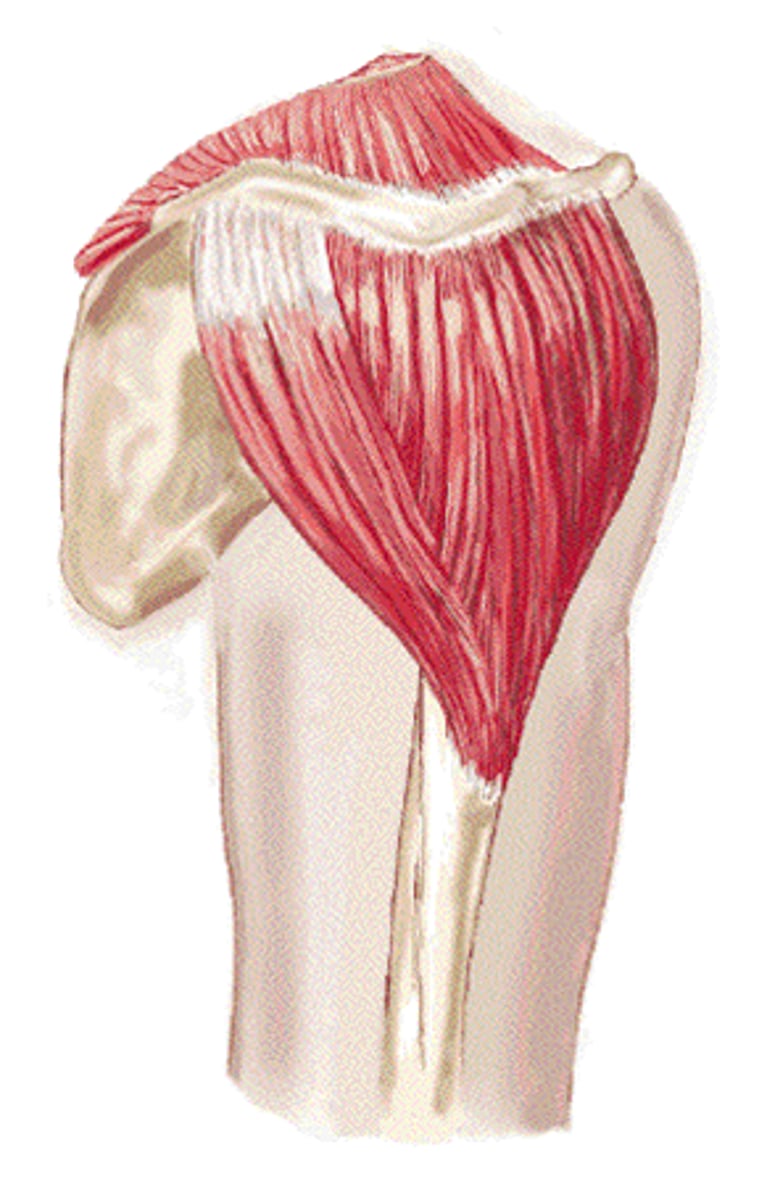 <p>deltoid tuberosity of humerus</p>