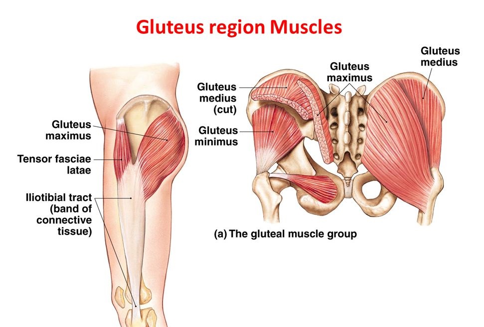 <p>the region or area of the gluteus muscles</p>