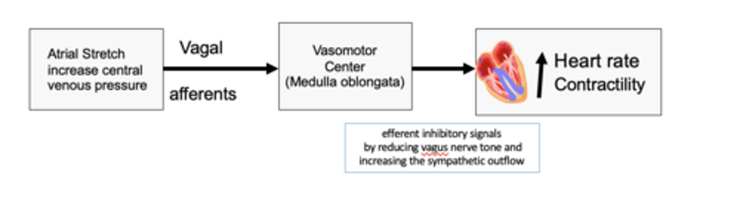 <p>What does the bainbridge reflex (atrial reflex) prevent? </p>