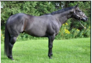 <p><span style="color: rgb(12, 11, 11);"><span>Origin: United States</span></span><span style="color: rgb(12, 11, 11);"><br></span><span style="color: rgb(12, 11, 11);"><span>Color: Any solid color</span></span><span style="color: rgb(12, 11, 11);"><br></span><span style="color: rgb(12, 11, 11);"><span>Body: 15.2-16.1 hands</span></span><span style="color: rgb(12, 11, 11);"><br></span><span style="color: rgb(12, 11, 11);"><span>Traits: Muscular hindend</span></span><span style="color: rgb(12, 11, 11);"><br></span><span style="color: rgb(12, 11, 11);"><span>Purpose: Working cow horse</span></span><span style="color: rgb(12, 11, 11);"><br></span><span style="color: rgb(12, 11, 11);"><span>Fast at short distances (1/4 mile)</span></span></p>