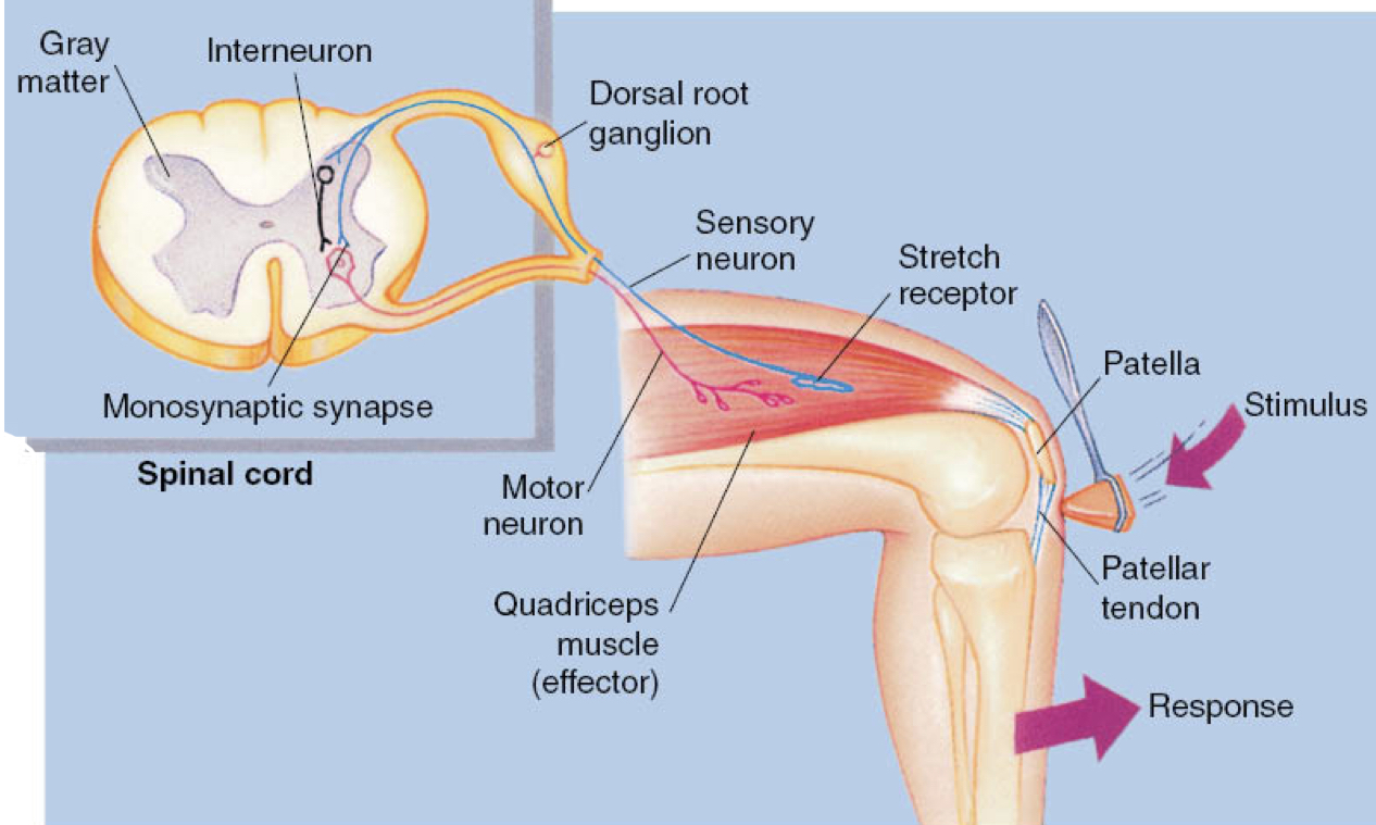 <ol><li><p>physically stretching the patellar tendon stretches the quads; activates the sensory neuron</p></li><li><p>nerve impulse goes to motor neuron to quad, telling it to contract, causing the knee to jerk</p></li></ol><p>keeps us upright as knees buckle</p>