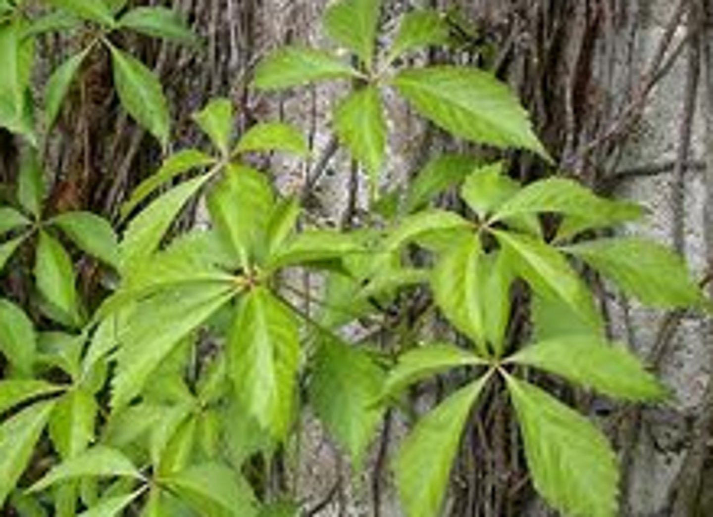 <p>Parthenocissus quinquefolia</p>
