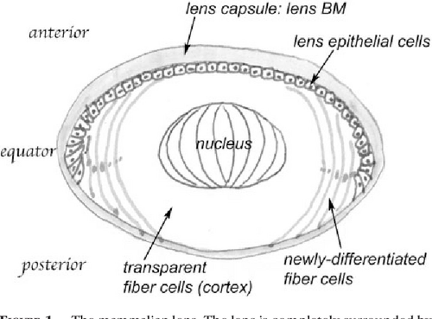 <p>Basal Lamina</p>