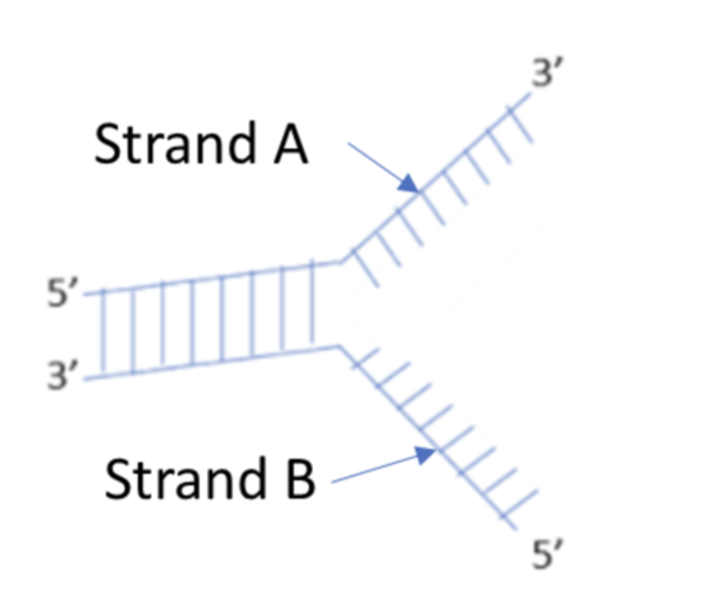<p>a strand of DNA that is used to synthesize a complementary strand of DNA or RNA</p>