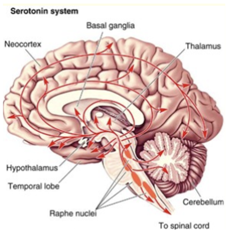 <p>Serotonergic. </p>