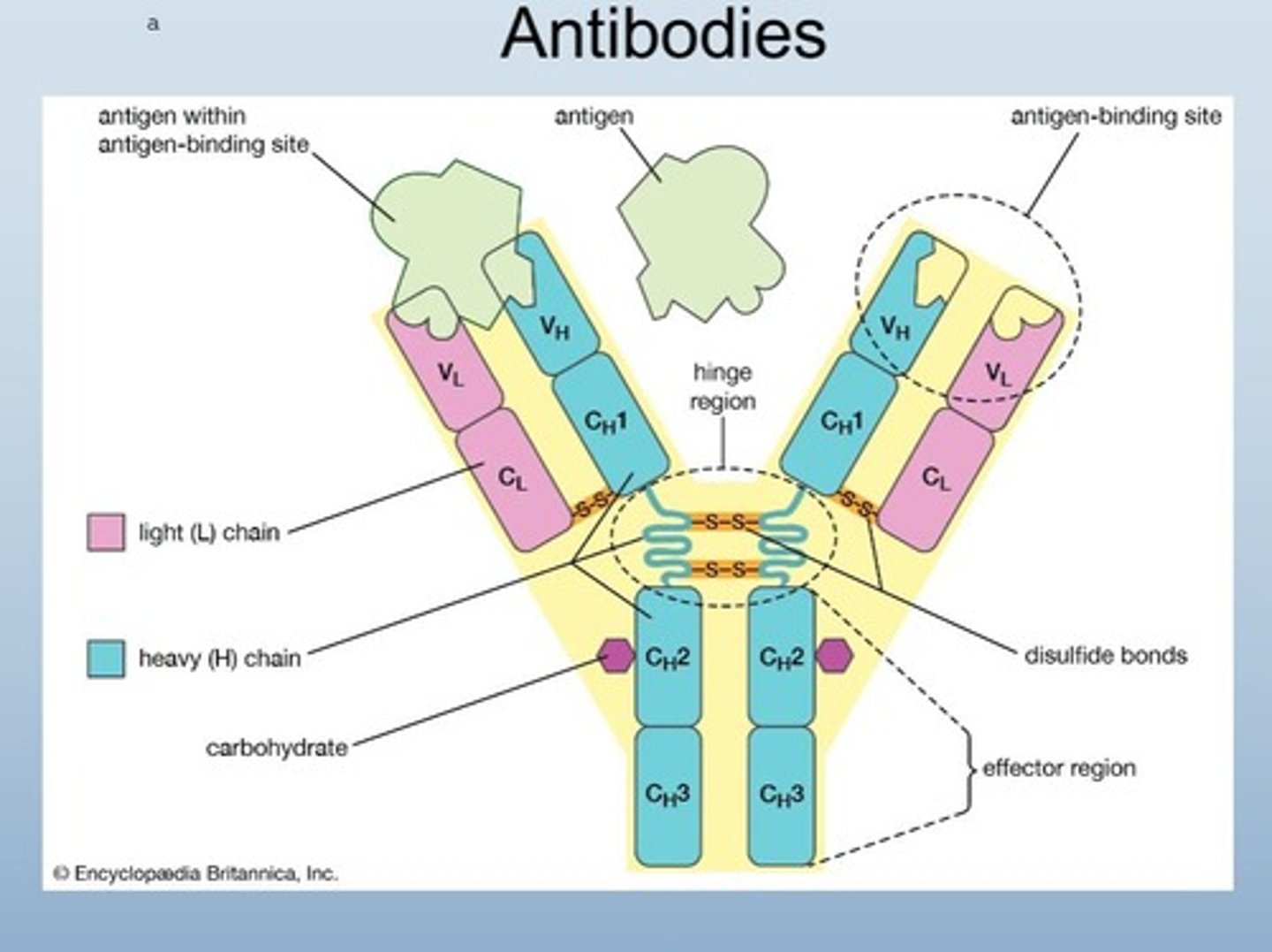 <p>Region on antibody that attaches to antigens.</p><ul><li><p>4 heavy chains </p></li><li><p>2 light chains</p></li></ul><p></p>