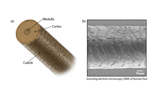 <p>-outer layer consisting of a single layer of cells</p><p>-overlap one another (like shingles) away from the root</p>