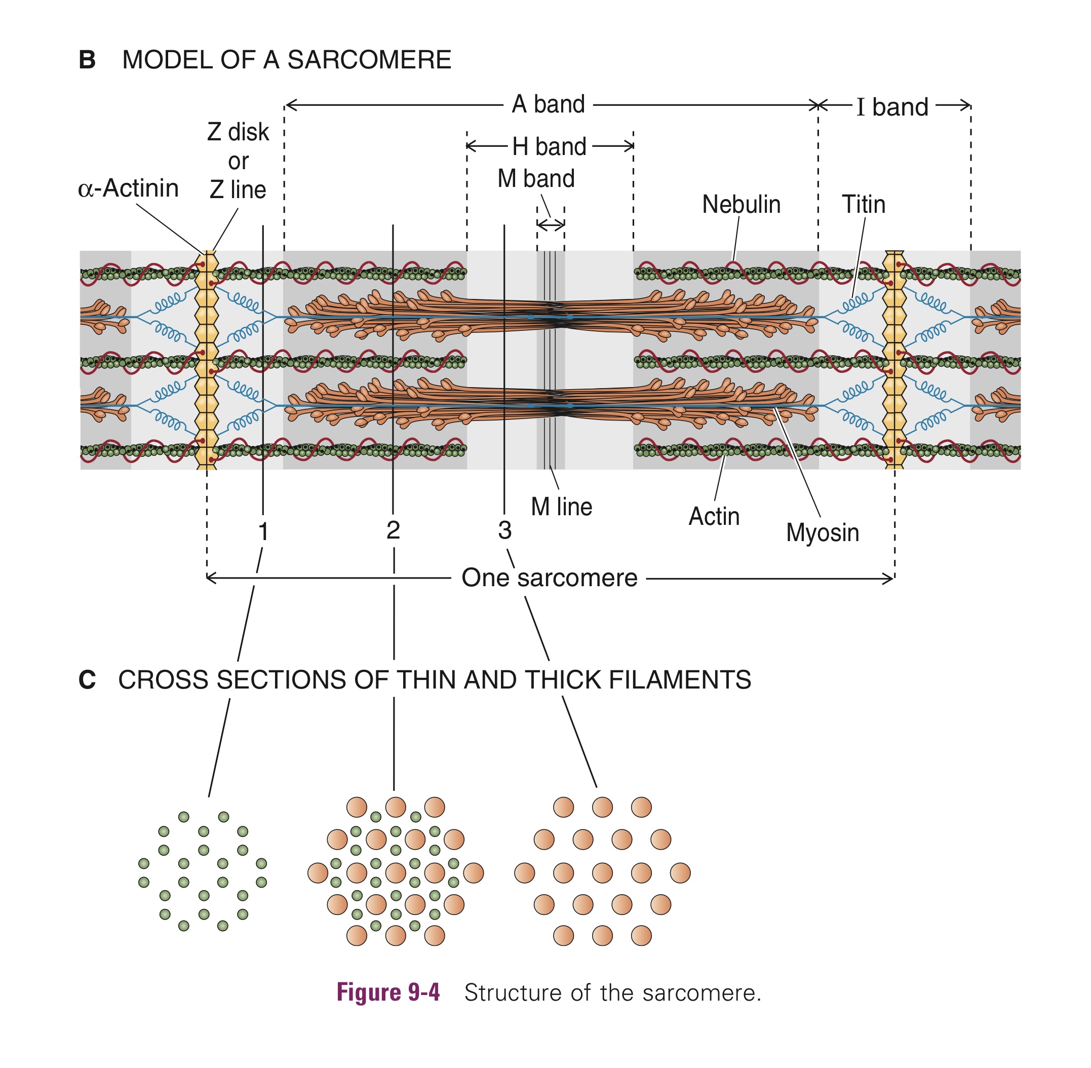 <ul><li><p>1 sarcomeer loopt v/d ene tot andere Z-lijn</p><p>‎</p></li><li><p>donkere A-band; (actine + myosine)</p><ul><li><p>H-band (myosine)</p><ul><li><p>M-lijn; midden sarcomeer</p></li></ul></li></ul></li><li><p>lichtere I-band; (actine)</p><ul><li><p>Z-lijn; verbinding sarcomeren</p></li></ul></li></ul><p></p>