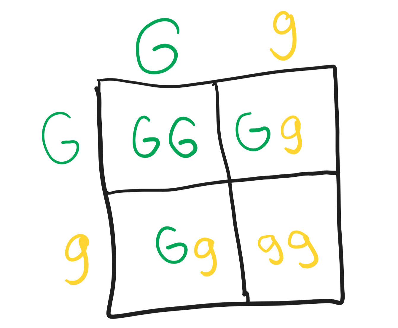 <ul><li><p>One homozygous dominant, two heterozygous, one homozygous recessive</p></li><li><p>Phenotypic ratio of 3:1- three have green pods, one has a yellow pod</p></li></ul><p></p>