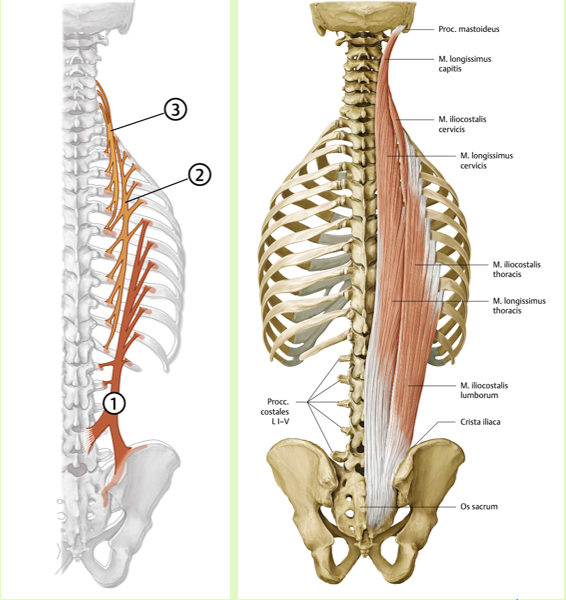 <p><span><span><br>Origo:<br></span></span><span data-name="black_small_square" data-type="emoji">▪</span><span><span> lumborum: os sacrum, crista iliaca<br>(dorsaal ¼), fascia thoracolumbalis,<br></span></span><span data-name="black_small_square" data-type="emoji">▪</span><span><span> Thoracis: 7e-12e rib<br></span></span><span data-name="black_small_square" data-type="emoji">▪</span><span><span> Cervicis: 3e -7e rib</span></span></p><p><span><span><br>Insertie:<br></span></span><span data-name="black_small_square" data-type="emoji">▪</span><span><span> Lumborum: 6e -12e rib<br></span></span><span data-name="black_small_square" data-type="emoji">▪</span><span><span> Thoracis: 1e -6e rib<br></span></span><span data-name="black_small_square" data-type="emoji">▪</span><span><span> Cervicis: proc. trans van C4-C6</span></span></p><p><span><span><br>Functie:<br></span></span><span data-name="black_small_square" data-type="emoji">▪</span><span><span> Unilaterale contractie: homolaterale<br>latero-flexie, extensie<br></span></span><span data-name="black_small_square" data-type="emoji">▪</span><span><span> Bilaterale contractie: Extensie</span></span></p><p><span><span><br>Innervatie:<br></span></span><span data-name="black_small_square" data-type="emoji">▪</span><span><span> rr. dorsales van spinale zenuw C8-L1</span></span></p><p><br></p>
