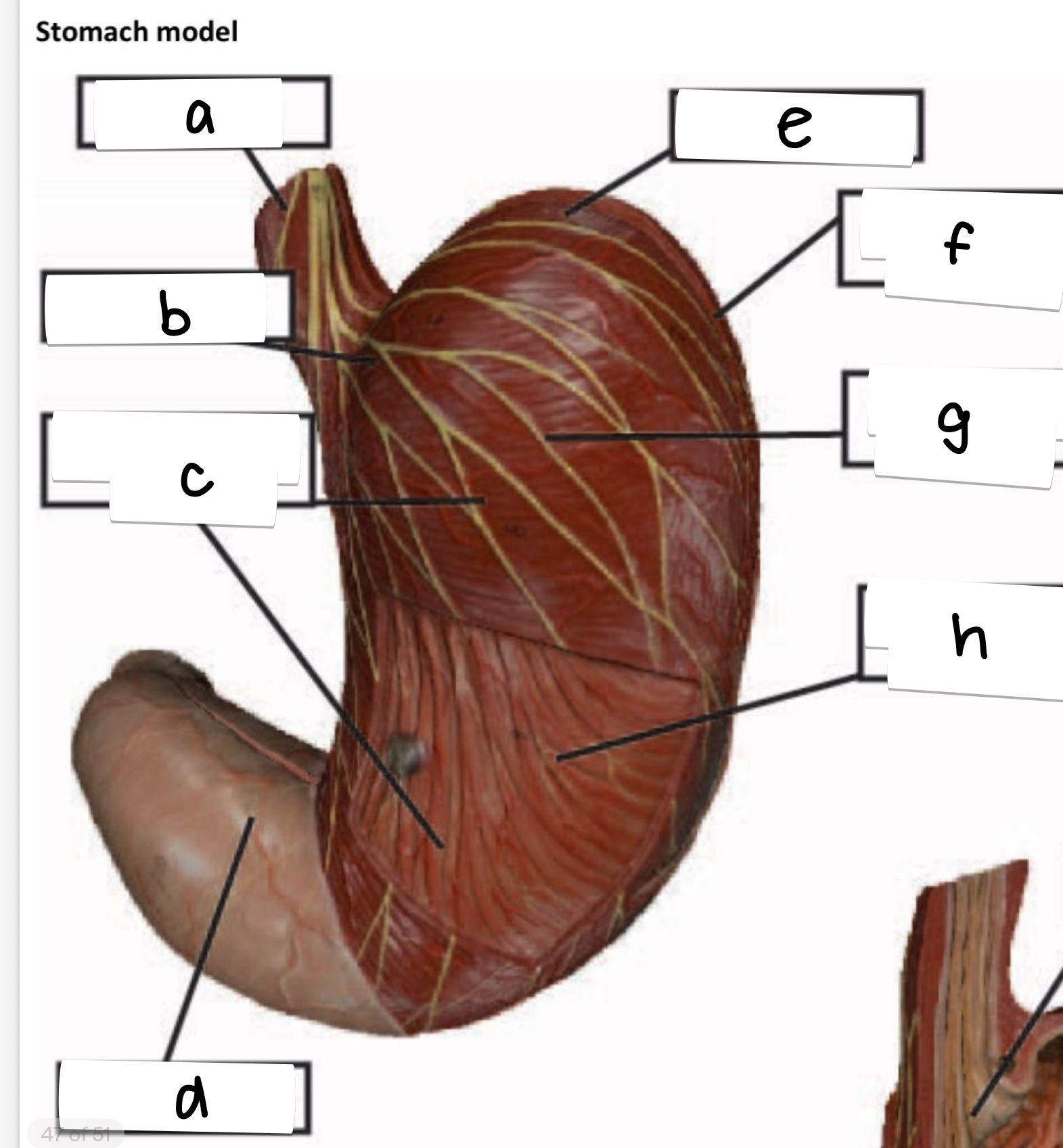 <p>what is labeled a on this stomach model?</p>