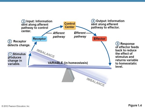 receptor(afferent pathway), control center, effector