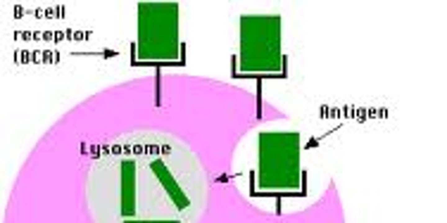 <p>protein or large polysaccharide that triggers antibody response</p>