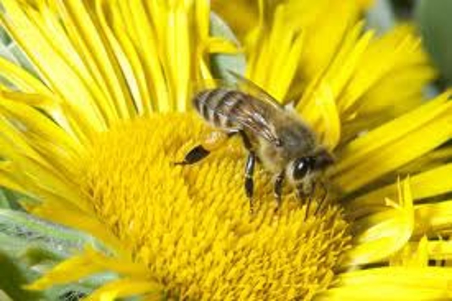<p>Two species living in a close and long-term association with one another in an ecosystem</p>