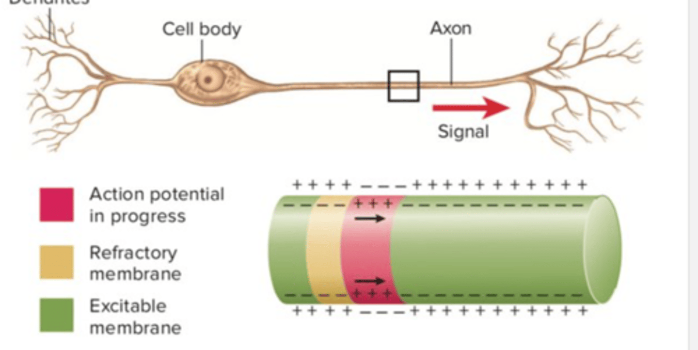 <p>membrane is refractory (in refractory period--&gt;the axon membrane needs a moment to recover after firing, and can't fire again within that time period); local current cannot stimulate a 2nd AP</p>