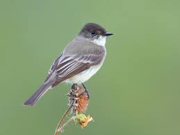 <p>What bird is this?</p>